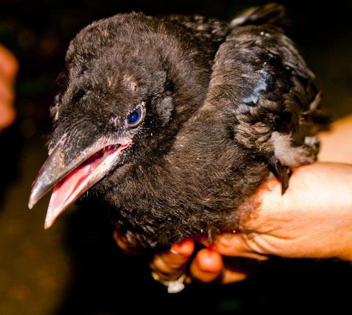 A raven nestling has come to you: tips on care and feeding